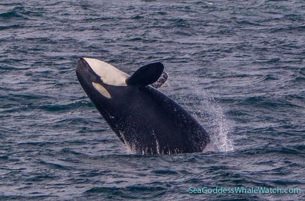 Breaching killer whale (Orca) on the Monterey Bay.