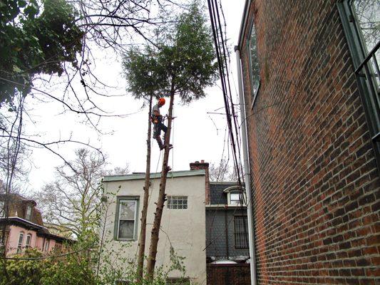 Hemlock removal