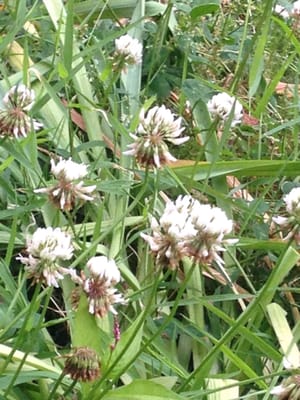 Little patch of clovers outside are pretty.