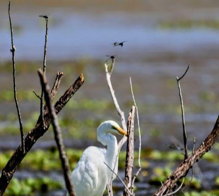 Dragonflies and egret