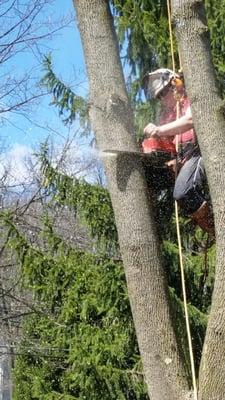 Absolute Tree Service - Mid-cut on a tree removal.