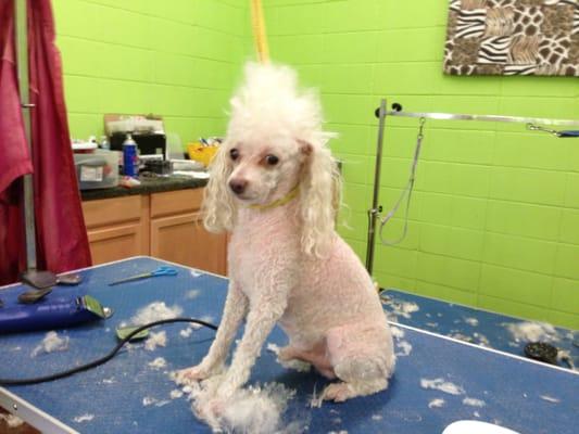 Having a bad hair day? Come visit the Dog'on Salon for a Dogon make over.