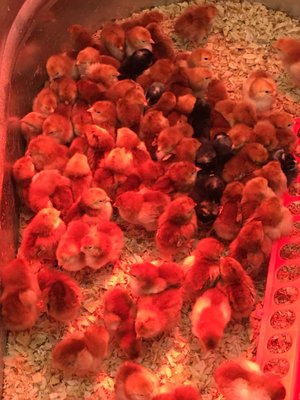 Baby chicks