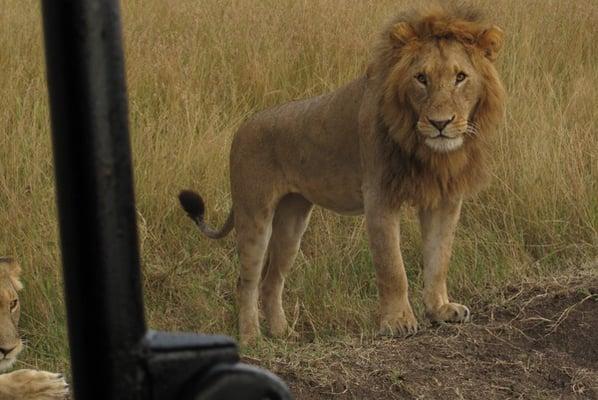 That lion is too close for comfort!