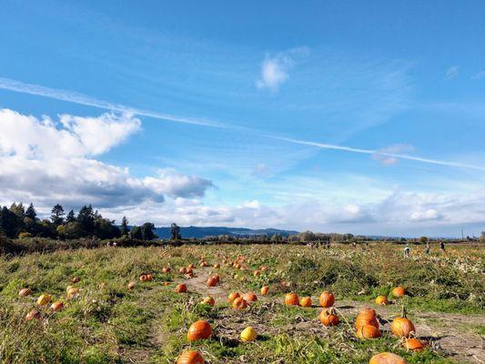 Pumpkin patch