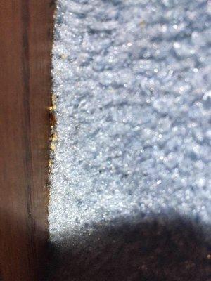 Bed bugs can be found in the smallest of crevices. Sometimes it really is like finding a needle in a haystack!