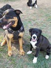 We have different large/giant breeds as well as all ages