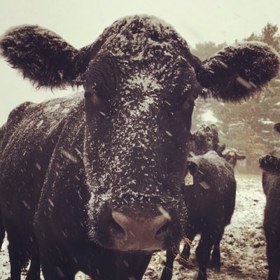 Cows in snow at Good Hill farm