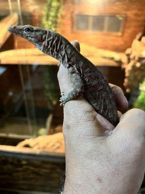 JTK Reptiles