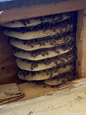 Bees on comb