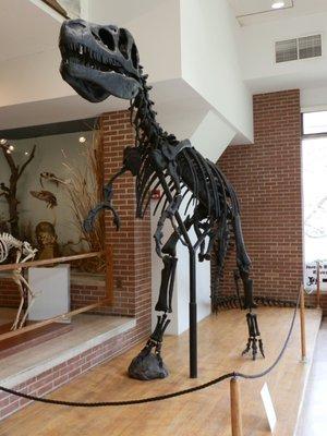 Allosaurus (Antrodemus valens) from the Jurrasic Period