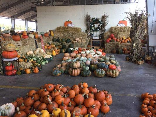 So many pumpkins for sale!