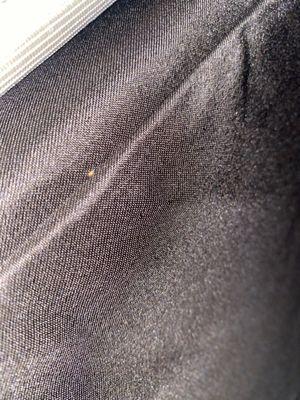 Possibly a bed bug but it was definitely alive and moving.