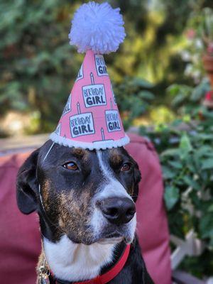 They have Birthday hats for the pups