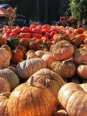 All kinds of pumpkins