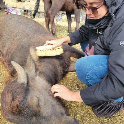 Baby Buffalo pets are the best