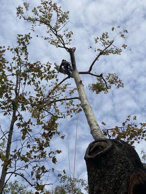 JLG Tree Service Pacific Palisades