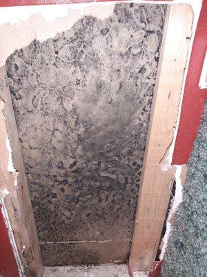 mold from water leaks in bathroom.