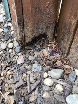 Rotted fence post