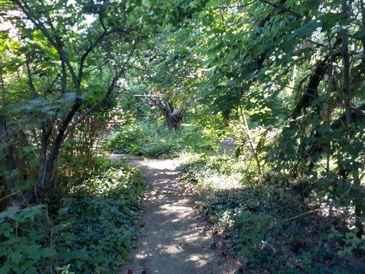 Backyard path before.