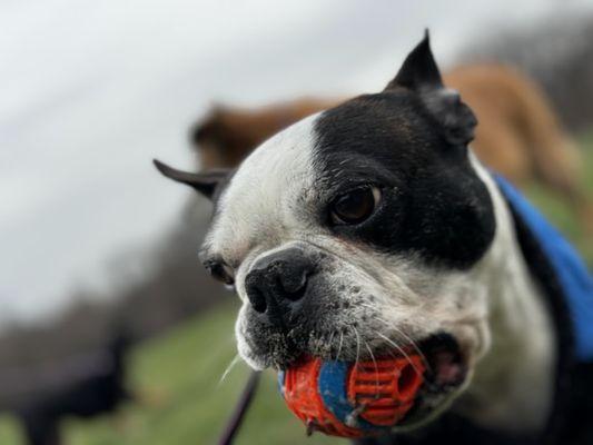 Balls are Spats' passion; if he gets it you'll never have it back. (Spats from Park Slope.)