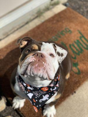 The little Halloween bandanas were so cute!