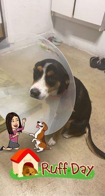 Bentley wearing her cone after getting spayed