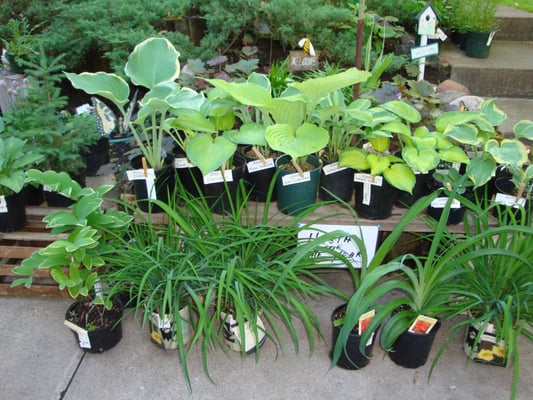 We carry 150+ varieties of hostas.