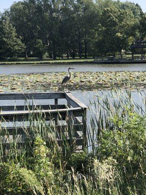 Frisco Lake Park