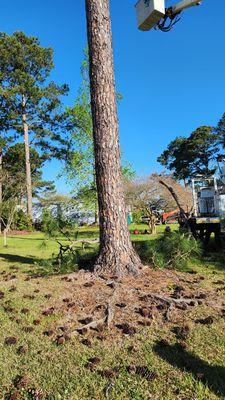 Tree removal