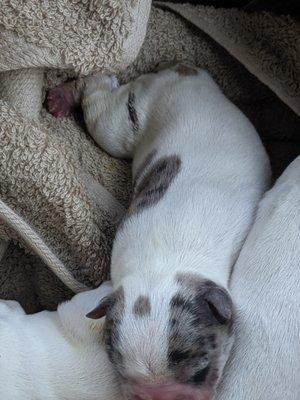 Dr. Cooley cut this poor pup's leg during c-section and did not even tell us!