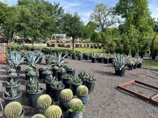 Agave and Cactus Plants