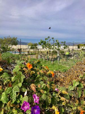 Over the fence at the adjoining gardens