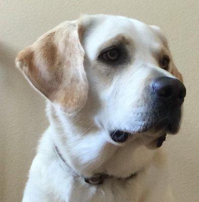 Belle, a 3 year-old Yellow Labrador Retriever, is our law firm's dog.