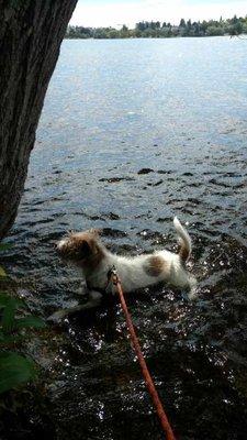 Taking a little dip in Greenlake.