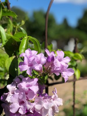 University of Minnesota Landscape Arboretum