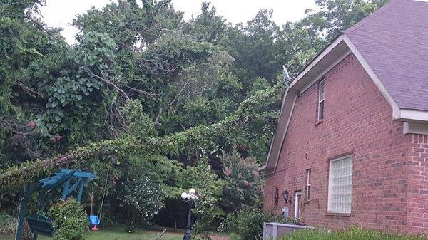 Tree fell in front of house