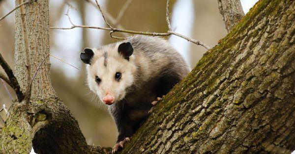 Opossum removal and control