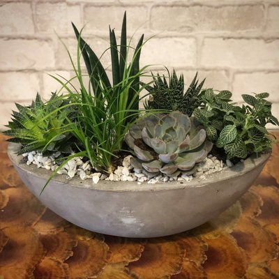 Succulent Garden in chic Newport Planter