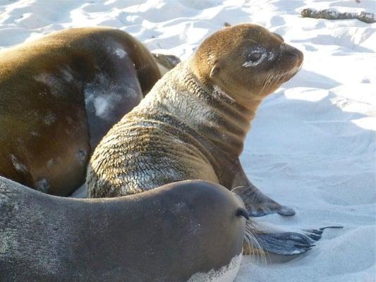 baby sea lion