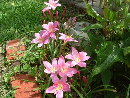 My Grandmother Kate Flanagan's rain lilies I brought to my bed and breakfast!