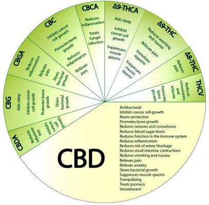 Can CBD Oil help you ?