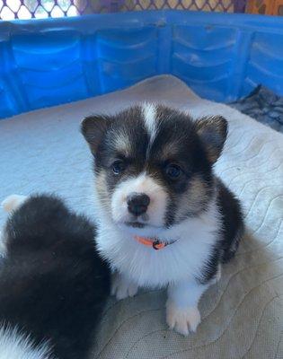 Tri color Corgi puppy