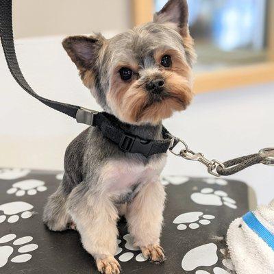 Unique Asian Fusion Yorkie grooming