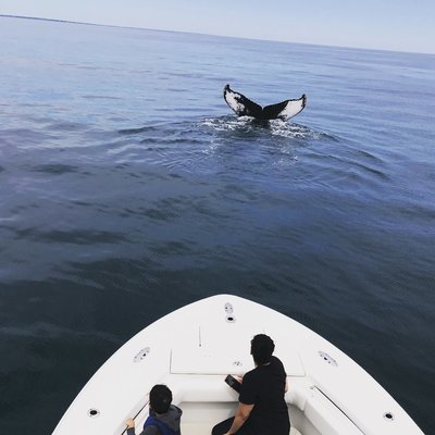 Humpback Whale