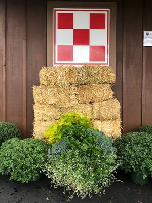 Mini Straw Bales & Mums! Fall is just around the corner!