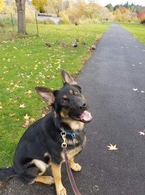 Chester at 9 months old sitting politely while the ducks crossed our path.