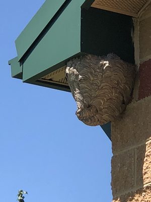 Active Hornets nest