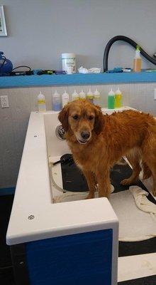 Wet Ur Paws Dog Wash & Grooming