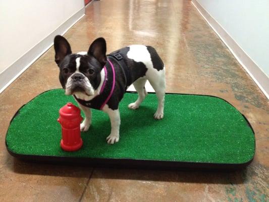 Indoor Dog Potty